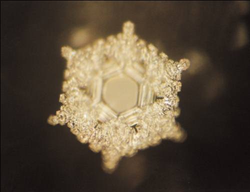 love and gratitude, masaru emoto