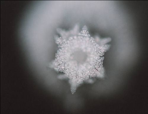 peace, masaru emoto