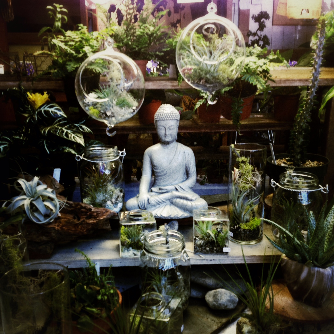 buddha green plants zen