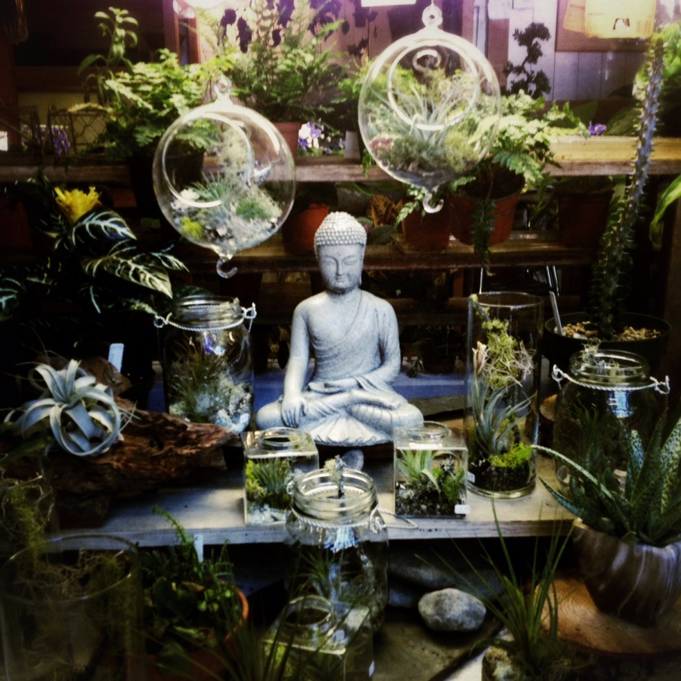 buddha green plants zen