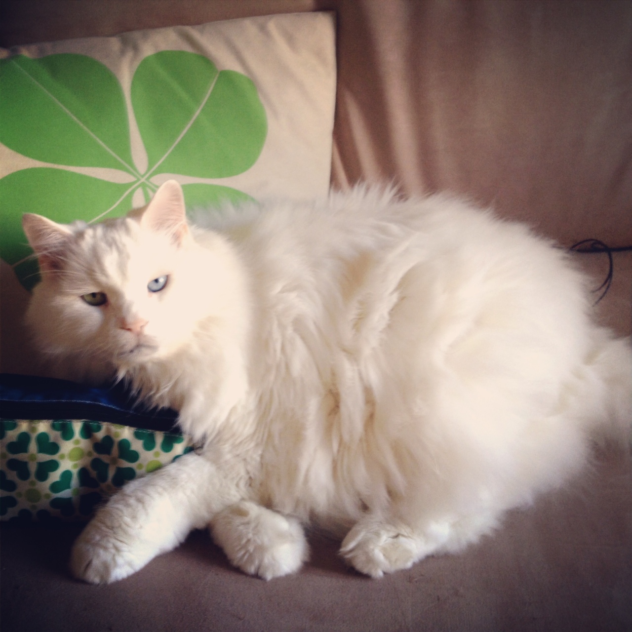 Qtip cat cutest kitten every to live with the lucky clover