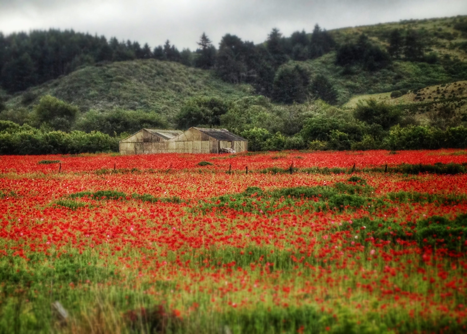Poppies in California